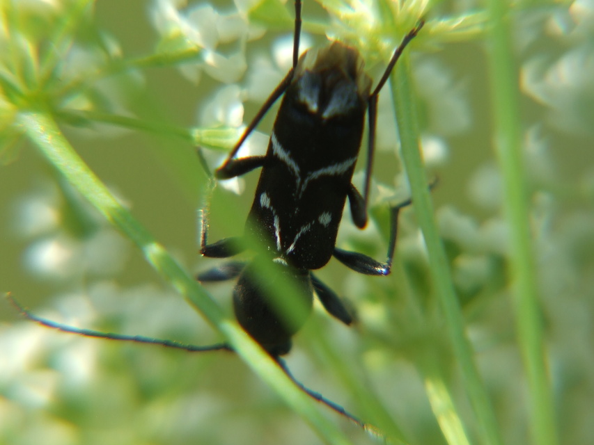 Chlorophorus sartor - feketevállú darázscincér