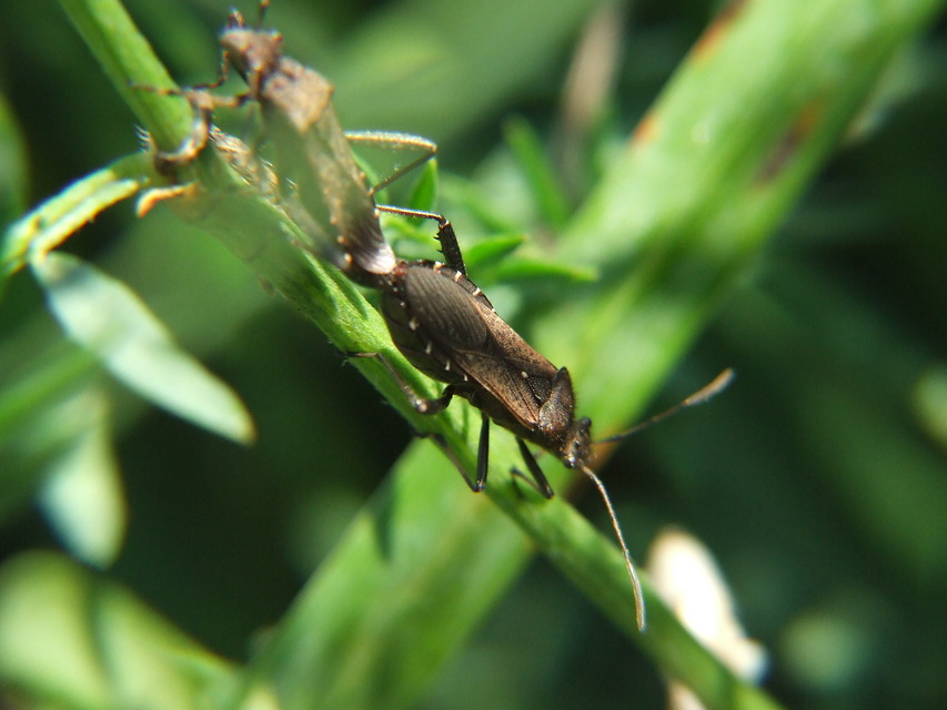 Alydus calcaratus - szőrös tövispoloska