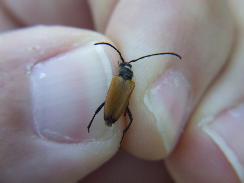 Stictoleptura fulva - vörhenyes virágcincér