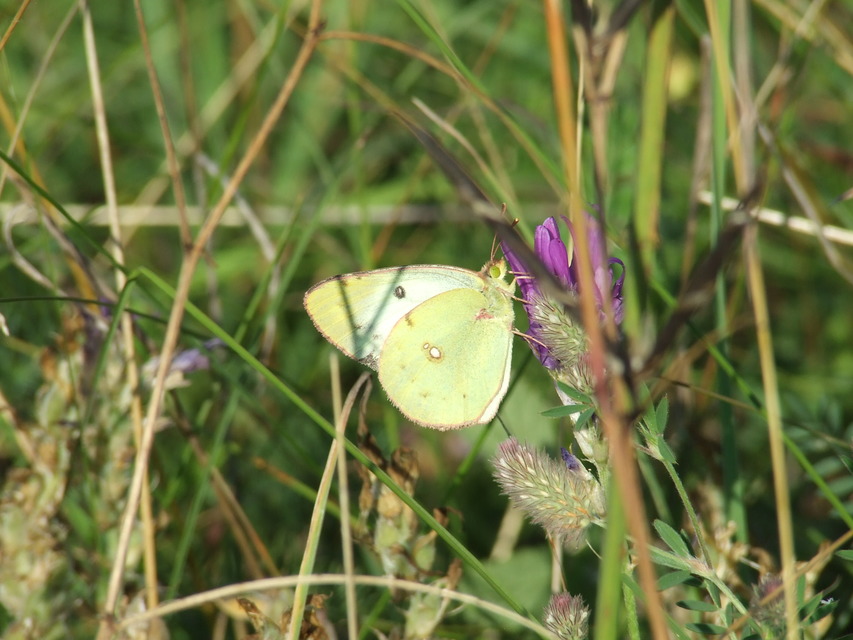 Colias alfacariensis - déli kéneslepke