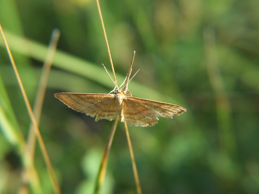 Idaea ochrata - okkerszínű sávosaraszoló