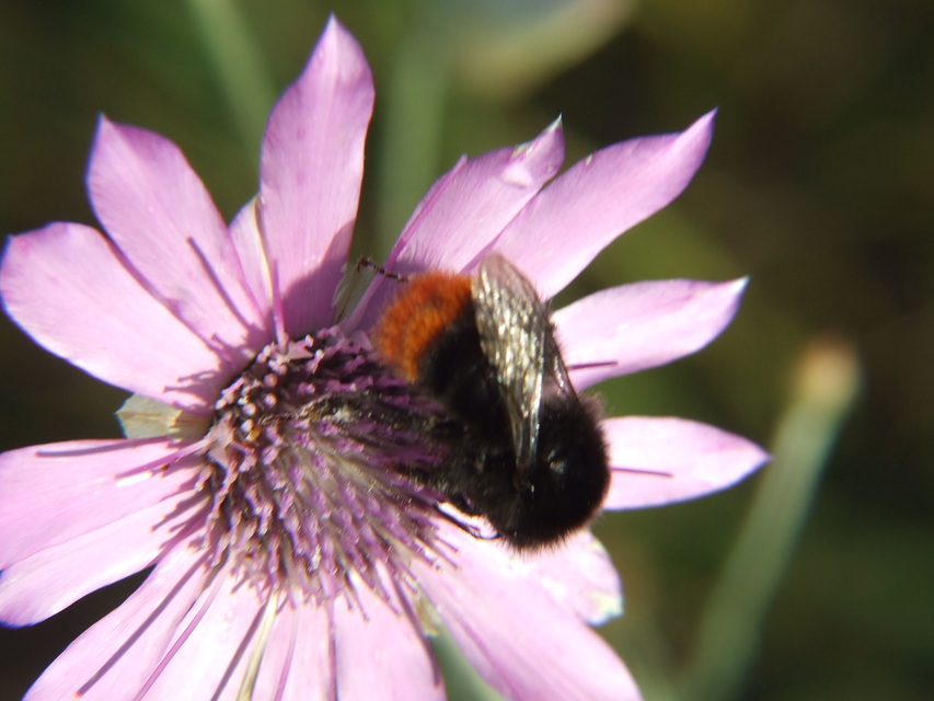 Bombus lapidarius - kövi poszméh