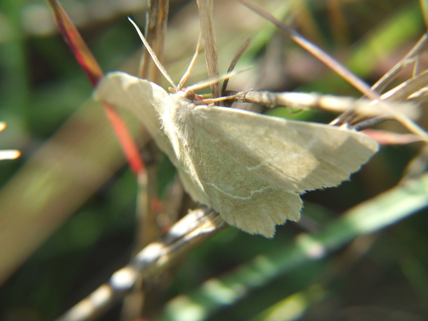 Thalera fimbrialis - csipkésszélű zöldaraszoló