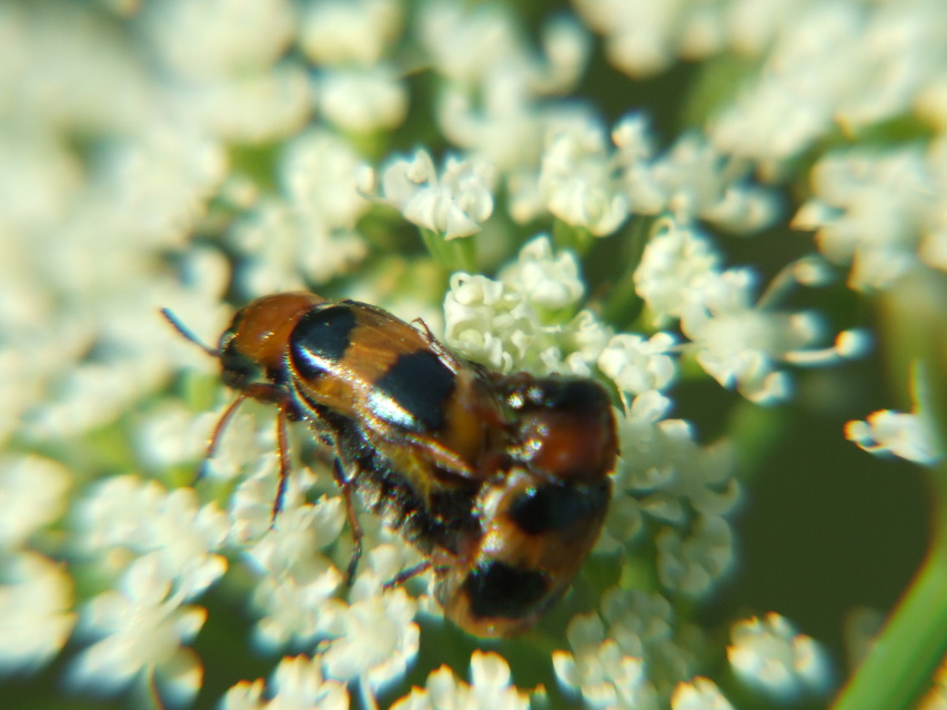 Coptocephala unifasciata - sárgalábú hullóbogár