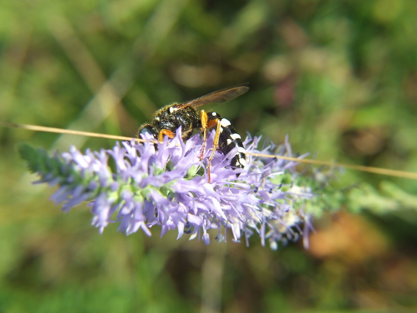 Crabronidae - szitásdarazsak