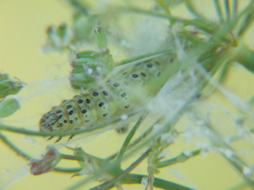 Sitochroa palealis - kénszárnyú dudvamoly