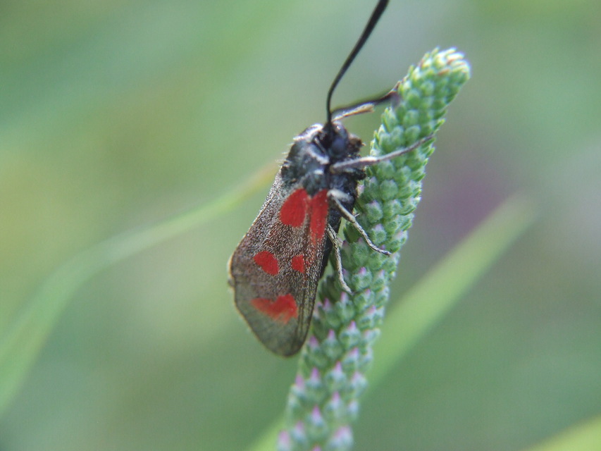 Zygaena loti - közönséges csüngőlepke