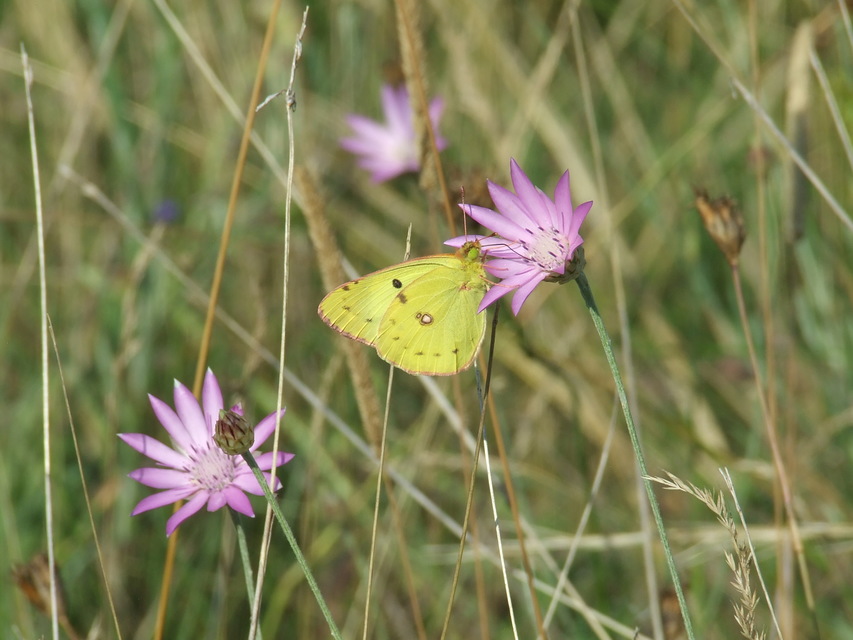 Colias alfacariensis - déli kéneslepke