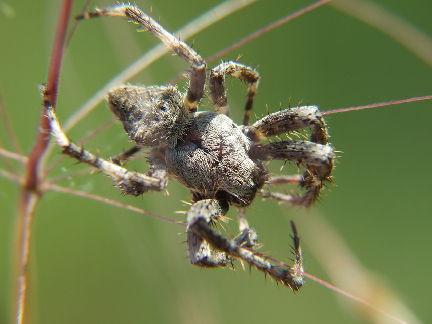 Araneus circe - hamvas keresztespók