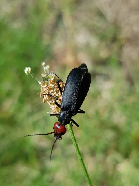 Epicauta rufidorsum - hollóbogár