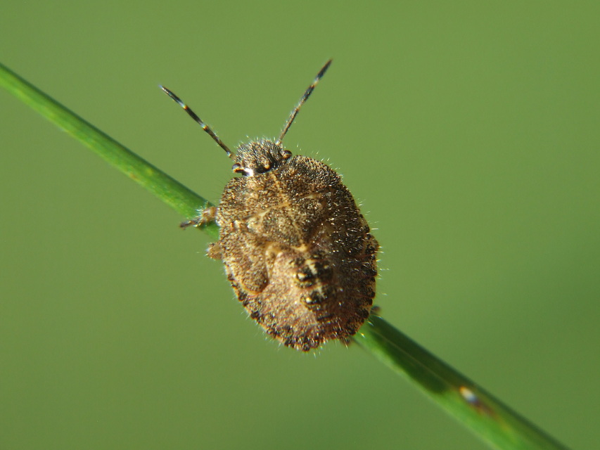 Dolycoris baccarum - közönséges bogyómászó-poloska
