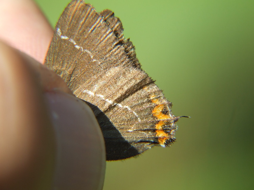 Satyrium w-album - szilfa-csücsköslepke