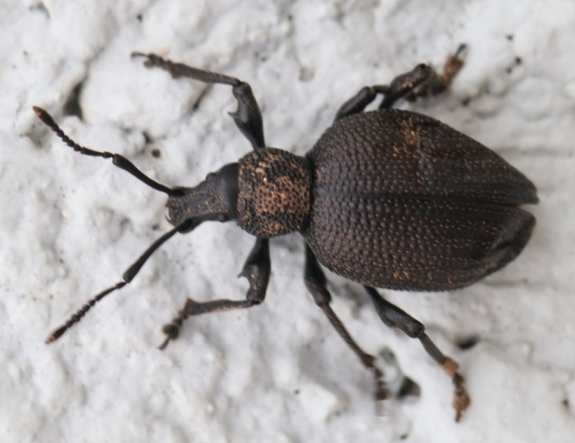 Otiorhynchus lugens