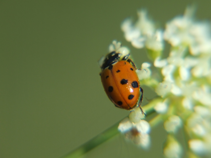 Hippodamia variegata - tizenhárompettyes katica