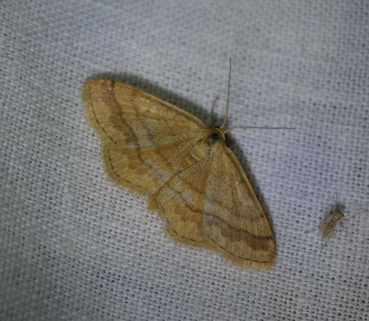 Scopula rubiginata - réti pirosaraszoló