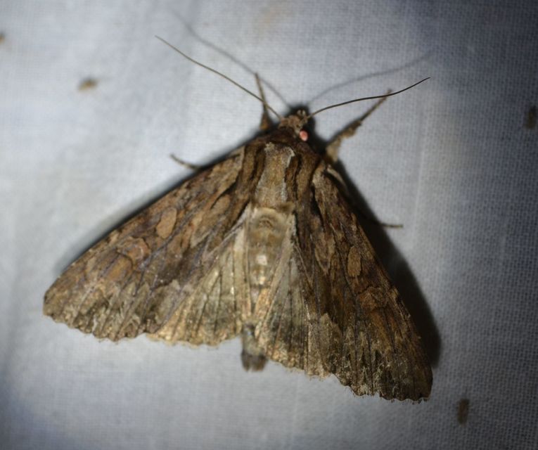 Apamea monoglypha - nagy dudvabagoly