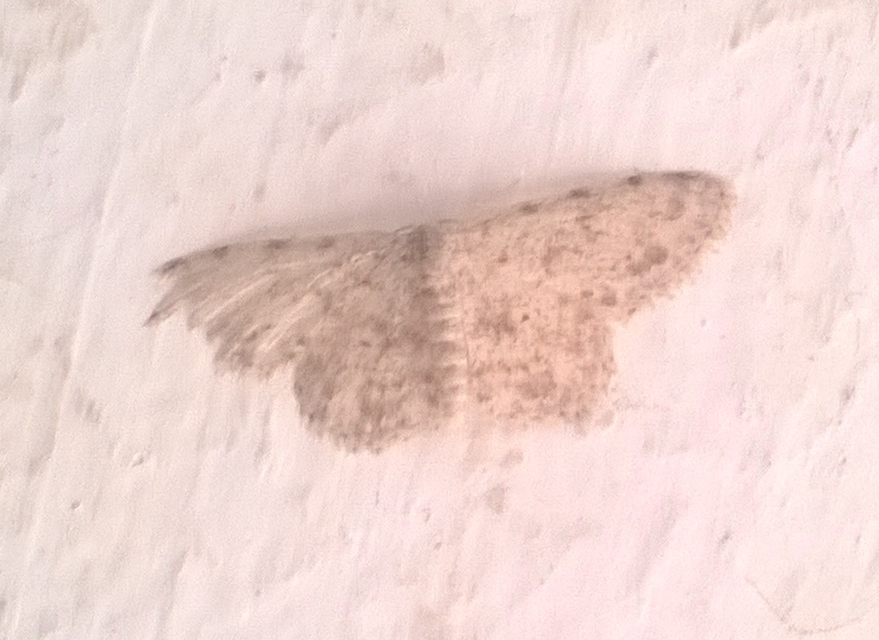 Scopula marginepunctata - pettyes sávosaraszoló
