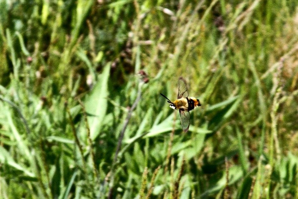 Hemaris tityus - pöszörszender
