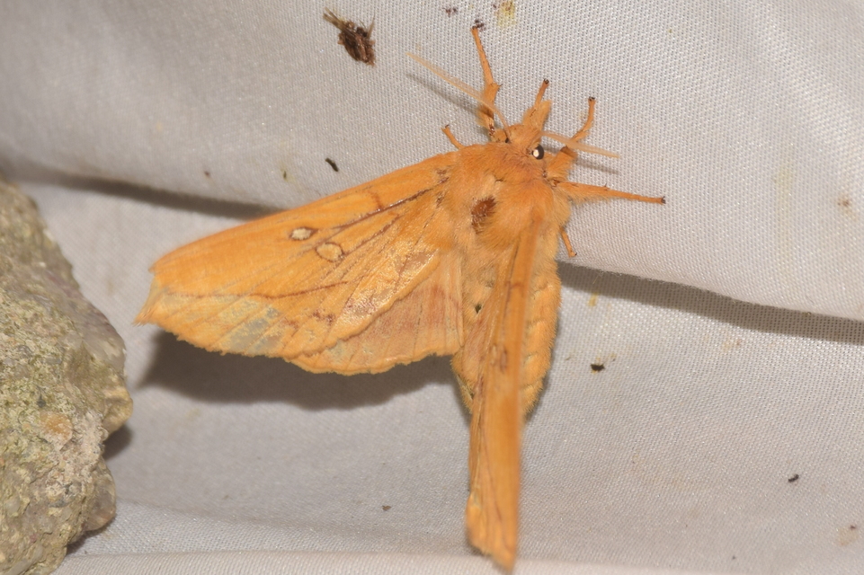Euthrix potatoria - szomjas pohók