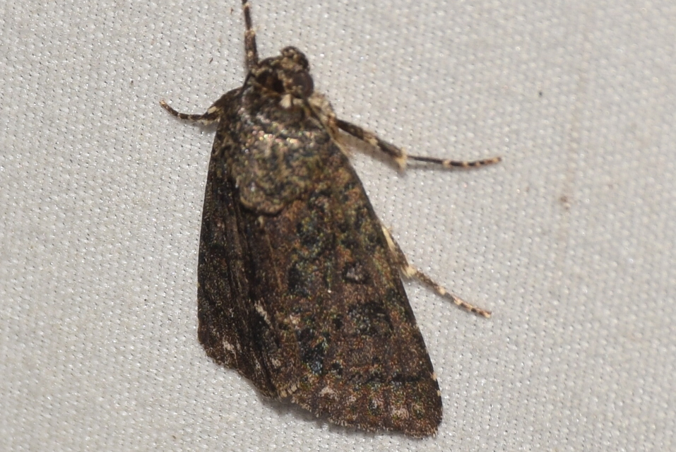 Acronicta rumicis - sóska-szigonyosbagoly