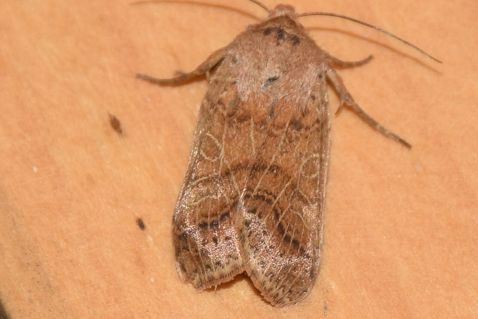 Anchoscelis nitida - rozsdabarna őszibagoly