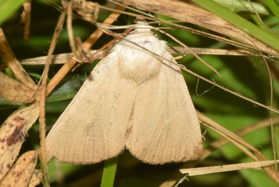 Arenostola phragmitidis - selymes nádibagoly