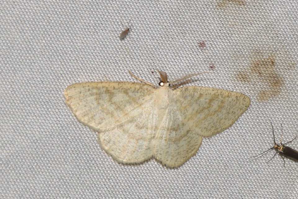 Cabera exanthemata - pettyes égeraraszoló