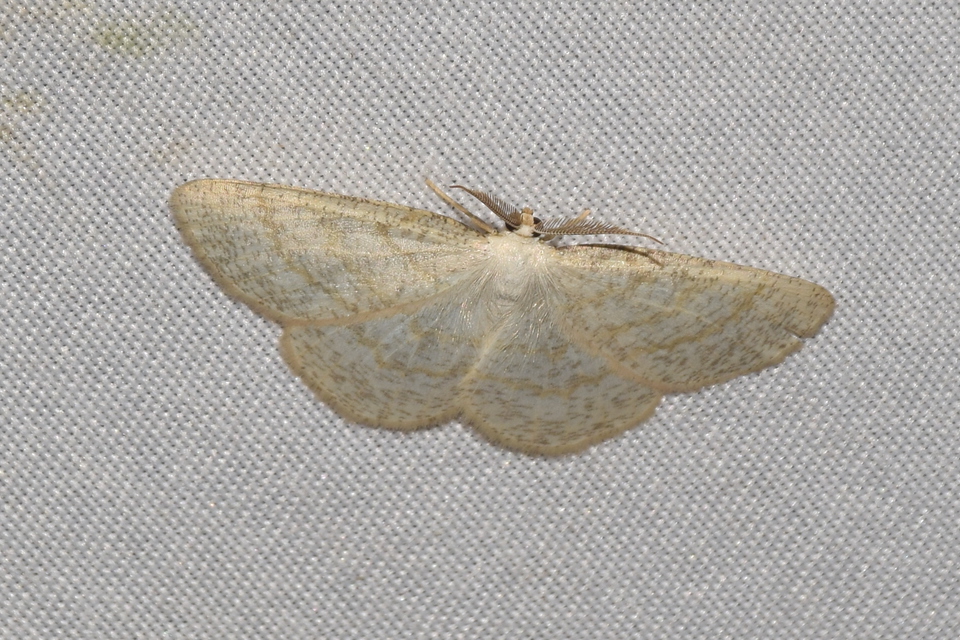 Cabera exanthemata - pettyes égeraraszoló