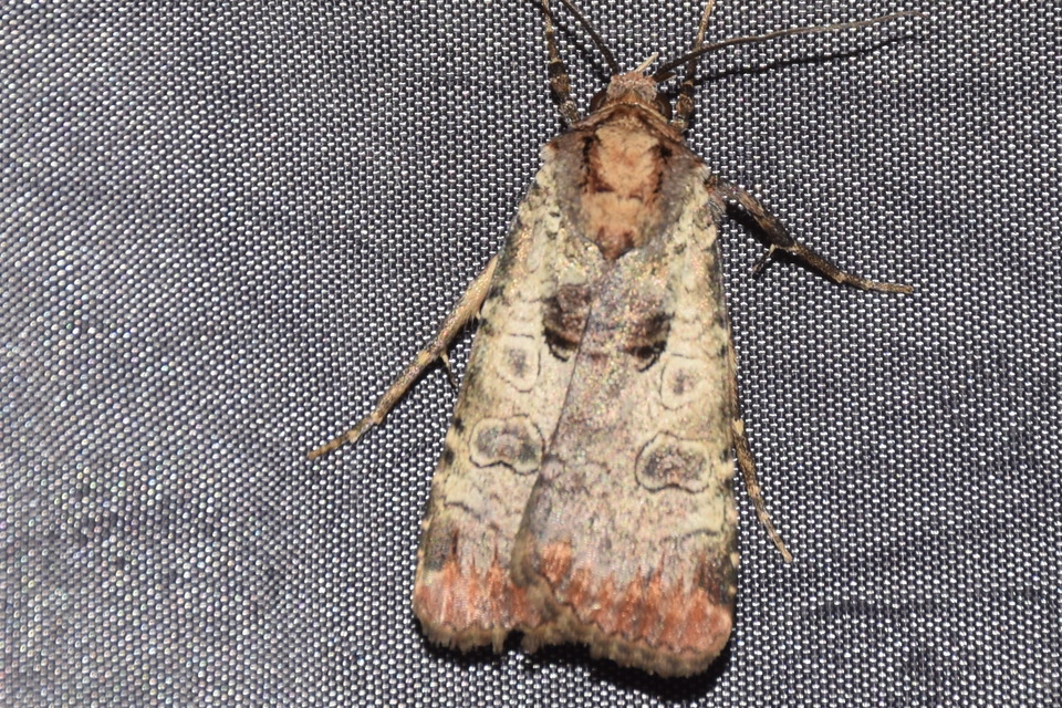 Epilecta linogrisea - karcsú sárgafűbagoly