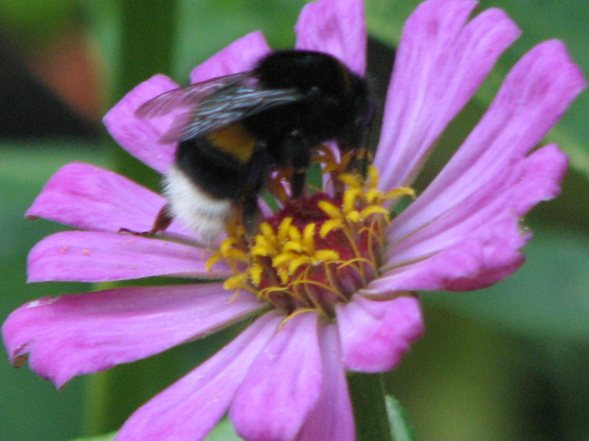 Bombus terrestris/lucorum