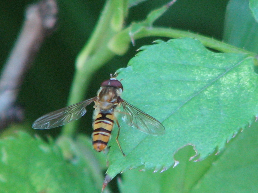 Episyrphus balteatus - ékfoltos zengőlégy
