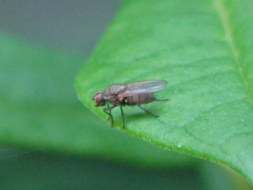 Anthomyiidae - viráglegyek