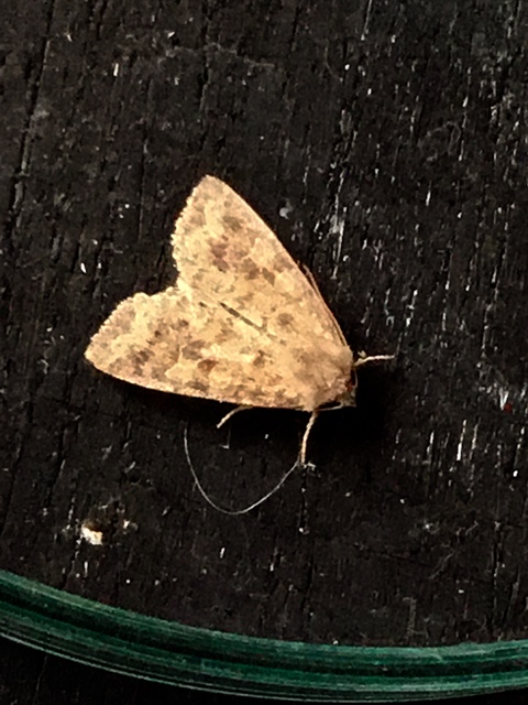 Parastichtis suspecta - sötét erdeibagoly