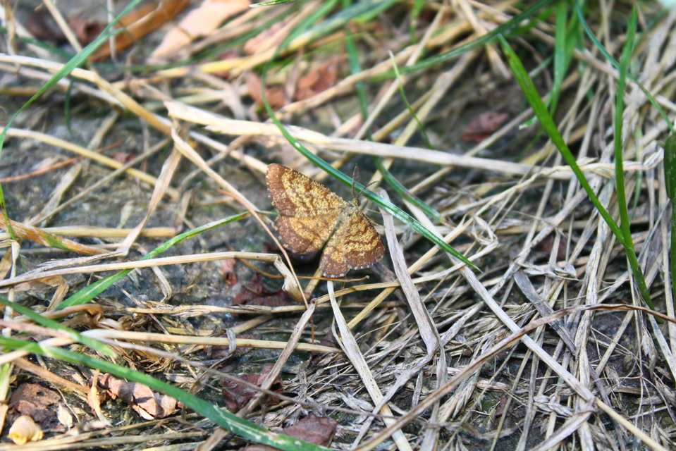 Ematurga atomaria - barna rétiaraszoló