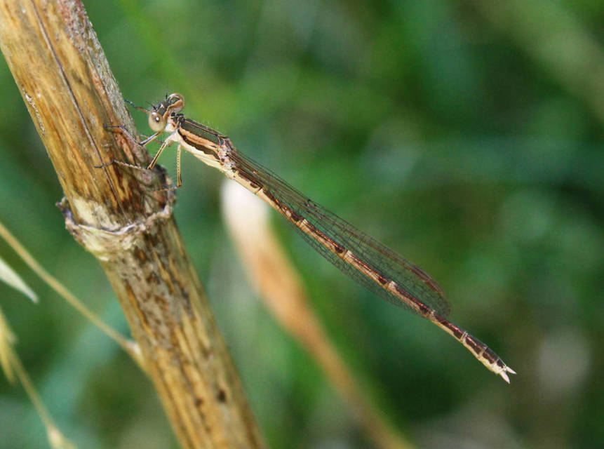 Sympecma fusca - téli rablószitakötő