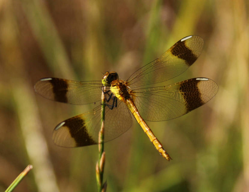 Sympetrum pedemontanum - szalagos katona-szitakötő
