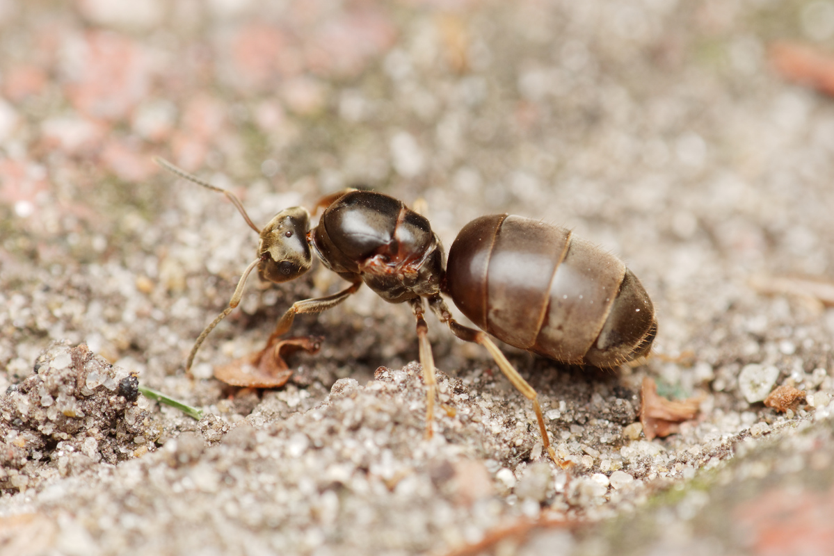 Lasius niger - közönséges feketehangya
