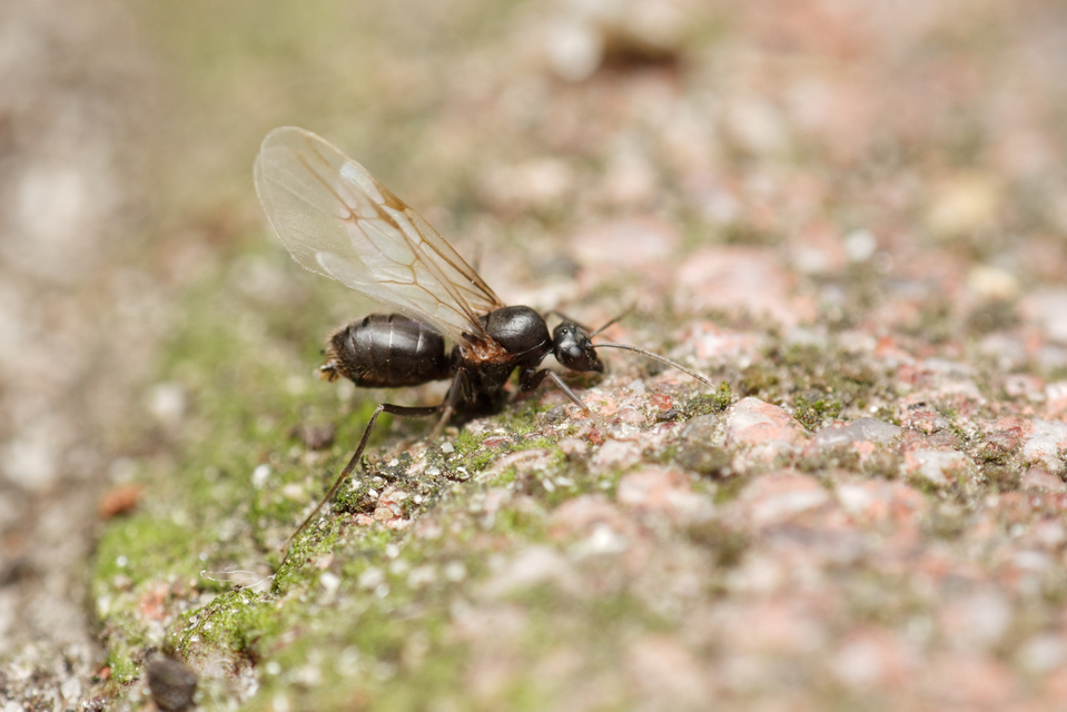 Lasius
