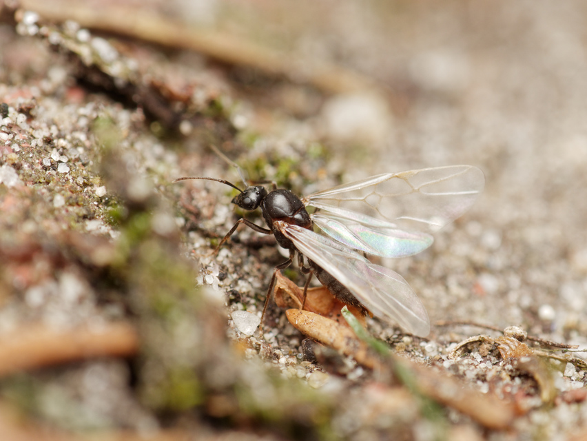 Lasius