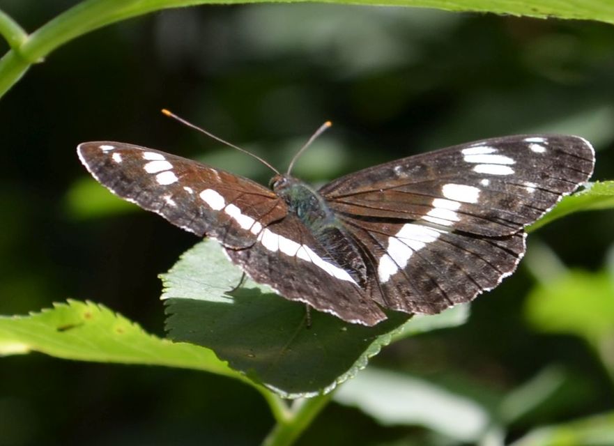 Limenitis camilla - kis lonclepke