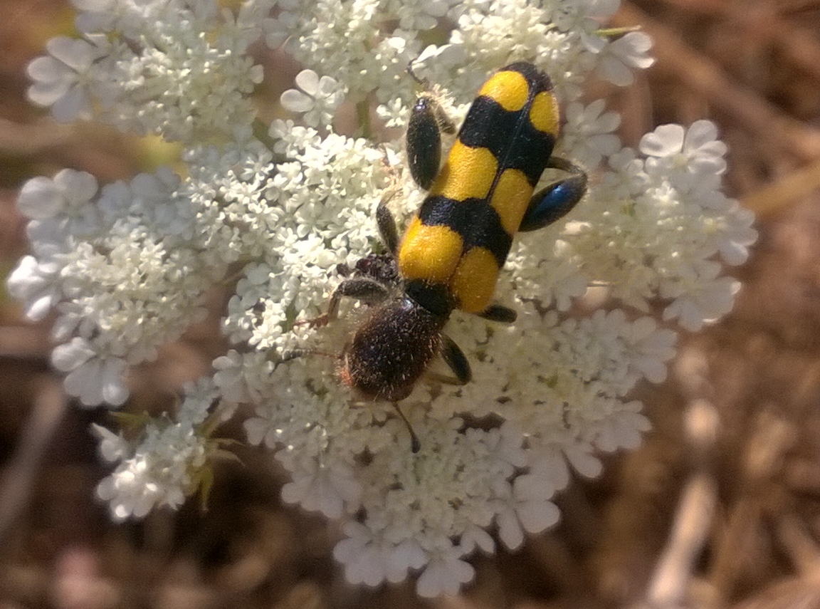 Trichodes crabroniformis
