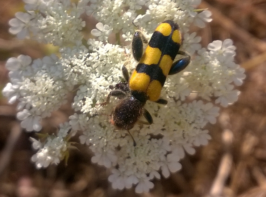 Trichodes crabroniformis