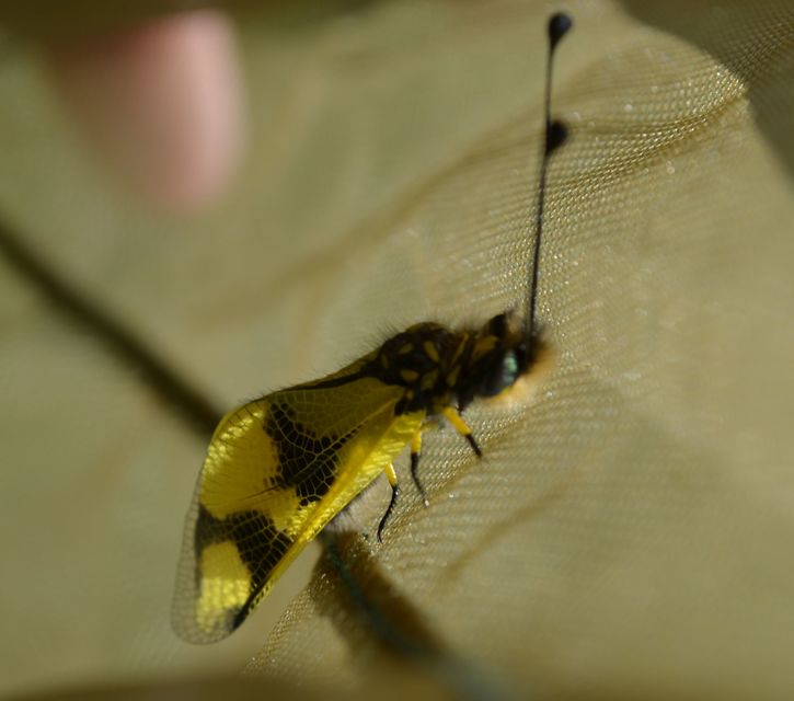 Libelloides macaronius - keleti rablópille