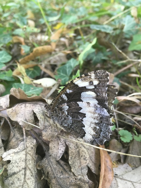 Brintesia circe - fehéröves szemeslepke