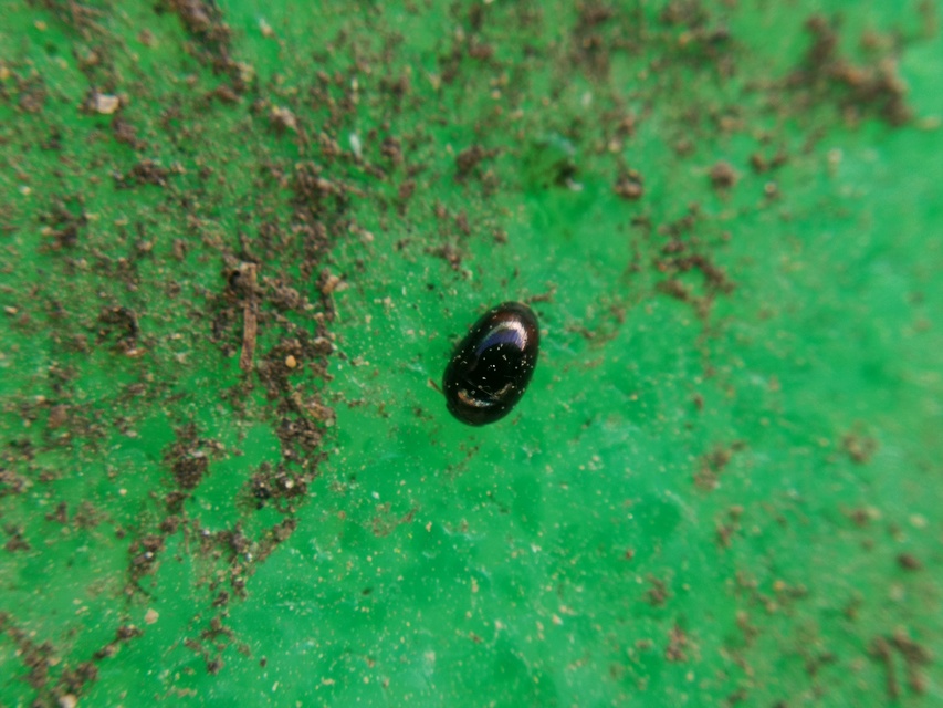 Phalacridae - kalászbogárfélék Phalacridae - kalászbogárfélék