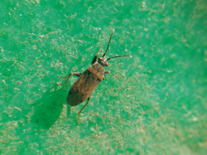 Peritrechus gracilicornis - vékonycsápú feketésbodobács