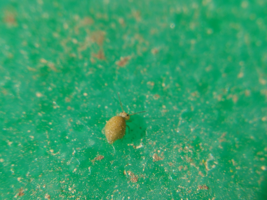 Sminthurus viridis