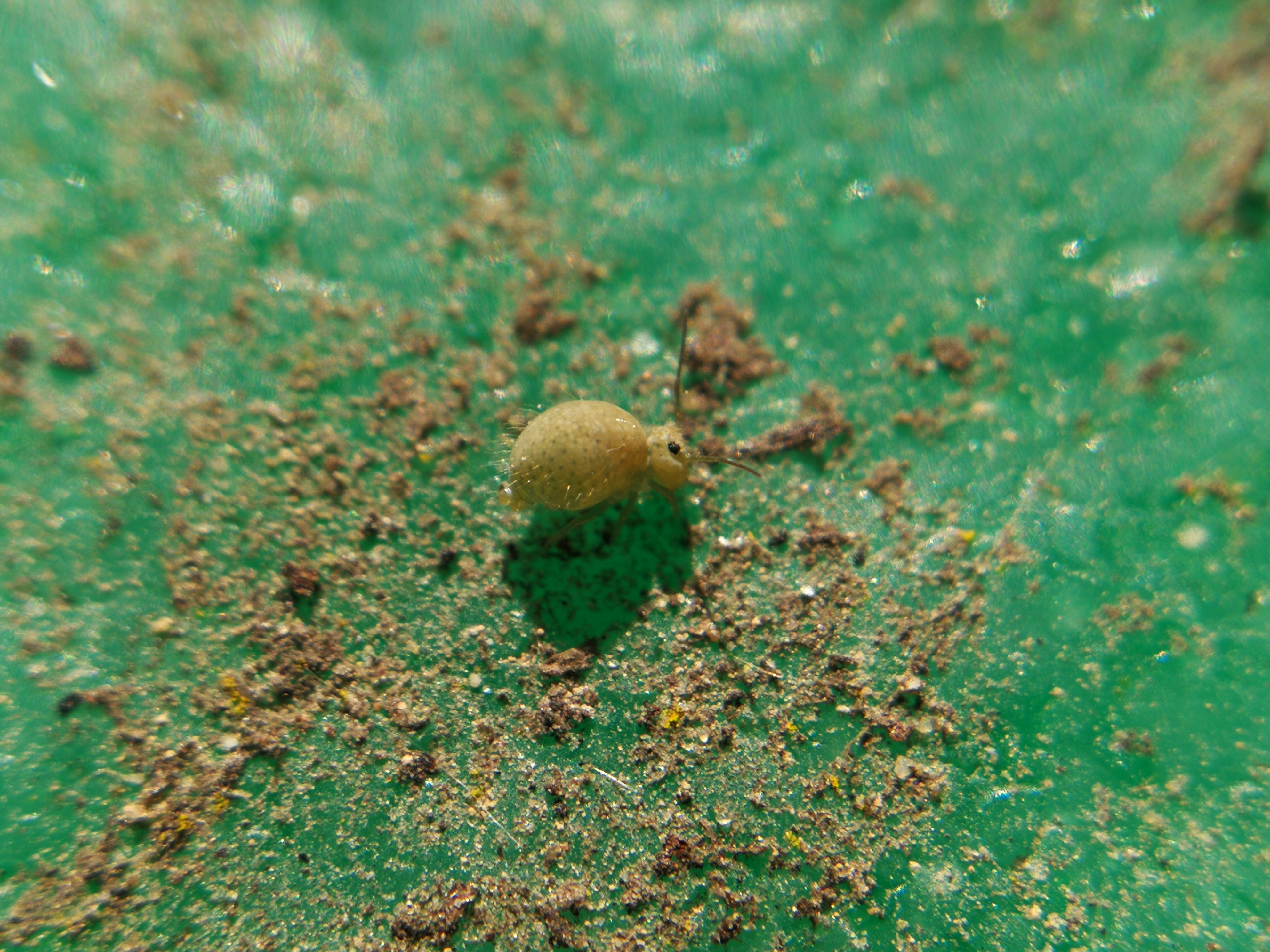 Sminthurus viridis