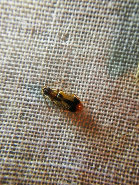 Notoxus monoceros - sárgahasú nyakszarvúbogár