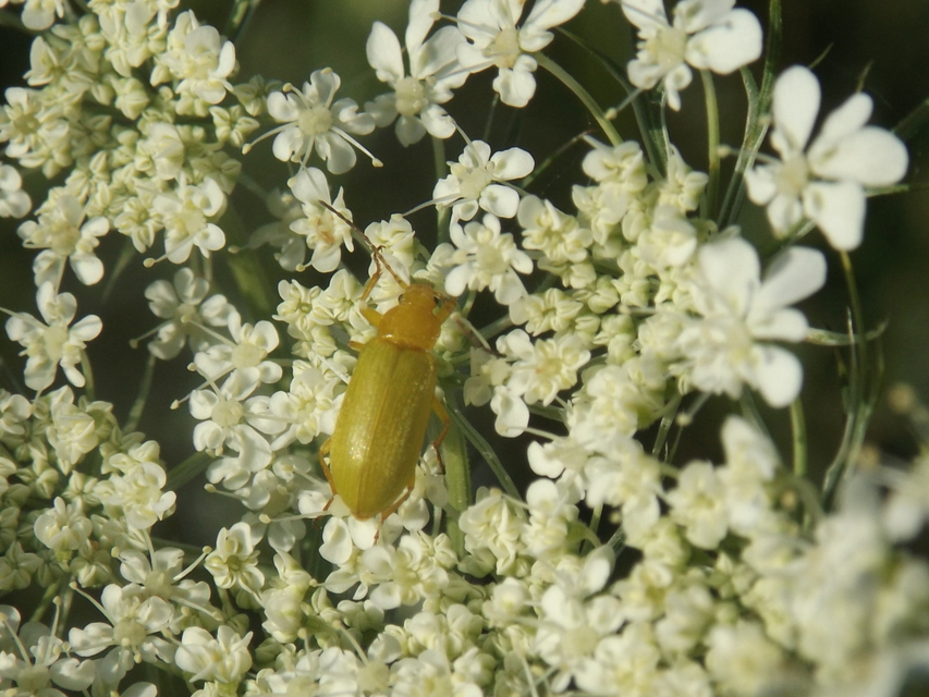 Cteniopus sulphureus - közönséges kénbogár Cteniopus sulphureus - közönséges kénbogár